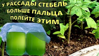 ДЛЯ РОСТА КОРНЕЙ И ОТ ВЫТЯГИВАНИЯ РАССАДЫ! Рассада томаты, перец, баклажаны, огурцы