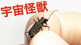 まるで宇宙怪獣 トウキョウヒメハンミョウ