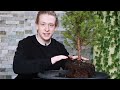 how to bonsai a white spruce tree🌲 picea glauca