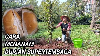 Cara tanam durian super tembaga di pekarangan rumah