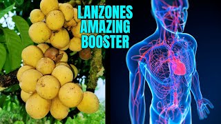 Langsat (Lanzones) amazing benefits