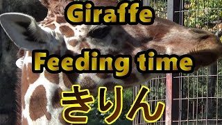 Giraffe feeding time キリン餌の時間【多摩動物公園】