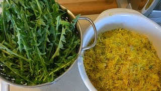 Dandelion Wine 101 part 1~Easy Home Brew!