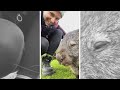 CUTEST WOMBAT! | Wilsons Promontory, Australia | #shorts - 044