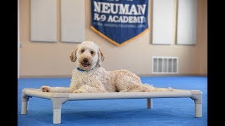 Teddy (Labradoodle) Boot Camp Dog Training Video Demonstration