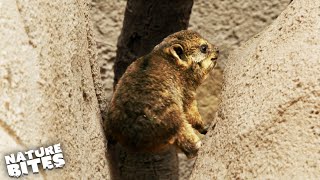 Baby Rock Hyrax იბრძვის თავისი პირველი მთაზე ასასვლელად | ზოოპარკის საიდუმლო ცხოვრება | ბუნების ნაკბენები