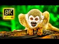 8K Colorful Wildlife Animals Collection in 8K ULTRA HD - NATURE SOUNDS and RELAXING MUSIC FOR 8K TV