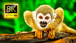 8K Colorful Wildlife Animals Collection in 8K ULTRA HD - NATURE SOUNDS and RELAXING MUSIC FOR 8K TV