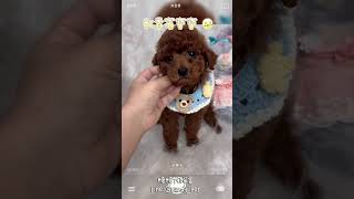 🐶貴賓寶寶🐶忠心優雅、脾氣溫和、是聰明的陪伴犬💕