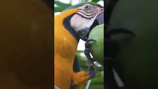 Beautiful Macaw parrot(అందమైన మాకా చిలుక)-Please like, share,\u0026subscribe🙏