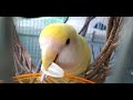 181001懐かしいね　小桜インコ　我が家の天使たち5羽