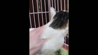 一觉醒来发现蛋蛋被割痛不欲生，暴脾气黑猫不吃不喝搞绝食   西瓜视频 #003