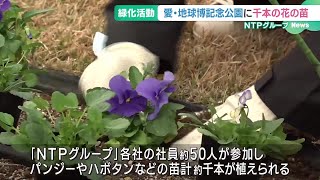 愛・地球博記念公園で「ふれあいグリーンキャンペーン」開催　千本の花の苗が植えられる (24/12/06 16:37)