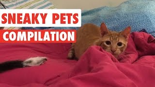 Sneaky Pets Video Compilation 2017