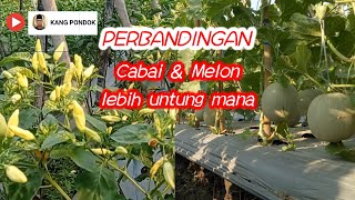 Keuntungan Melon & cabai