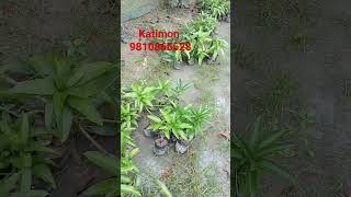 Katimon Mango plants #all time Katimon *9810865528