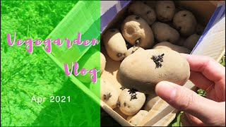 【ジャガイモ植付け】家庭菜園Vlog 2021年4月