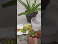 How to remove poison from aloe vera for eat #shorts