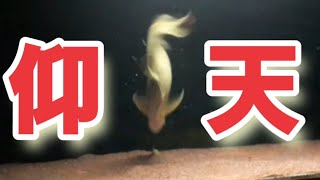 【アロワナ飼育】餌を食べなかったアロワナにとある餌を与えてみたら・・・・・