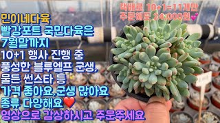 민이네다육/가격 좋고,군생 많고,종류 다양한 빨강포트 국민다육 소개영상! 7월말까지 10+1 진행중 입니다💕/문자주문 010-6863-0625