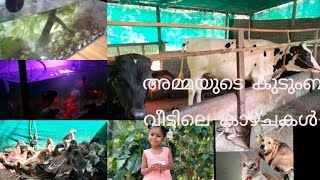 70 തിന്റെ നിറവിലും ആരെയും ആശ്രയിക്കാതെ വരുമാനം കണ്ടെത്തുന്ന കർഷകൻ  എന്റെ അപ്പൂപ്പന്റെ Farm Part-1