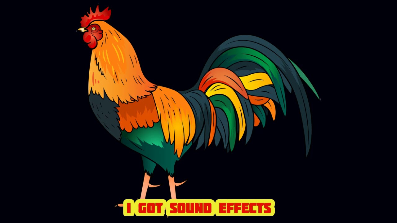 Rooster Crowing - Sound Effect [HD] - YouTube