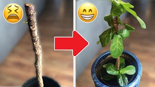 Is Your Fiddle Leaf Fig DROPPING LEAVES?? Do this ASAP!