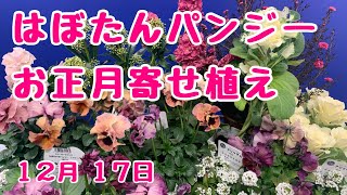 正月風ギョリュウバイ葉牡丹パンジー寄せ植え　#プランツギャザリング