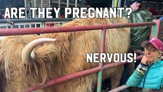 SCANNING HIGHLAND COWS FOR PREGNANCY