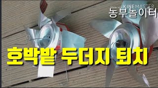 맥주캔이 두더지 잡네~ 퇴치 Beer can vane. Chase a mole into pumpkin field 야생동물잡기 농작물피해 고라니 멧돼지