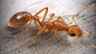 ザ・アンツ（TheAnts）の通常孵化で緑品質特化アリのアカツキアリ（Nothomyrmecia macrops）が孵化する瞬間！！当特化アリ保有済みの為、自動的に対応特化アリ残骸に変換。