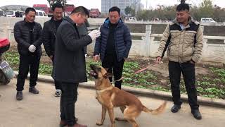 还觉得你家马犬不听话吗？教你如何正确训练马犬，初学者也能学会