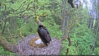 Black Storks nest / Melnā stārķa ligzda - video 26.05.2015