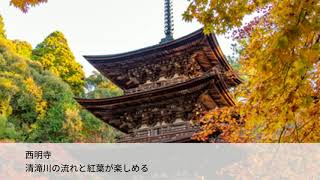 【京都紅葉スポット】京都屈指の紅葉の名所「高雄コース」