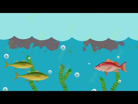 What are the harmful effects of eutrophication?