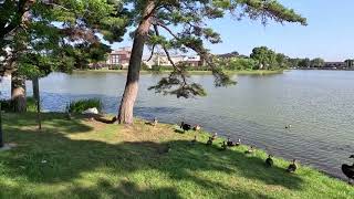 大塚池公園の水鳥の様子 (茨城県水戸市)