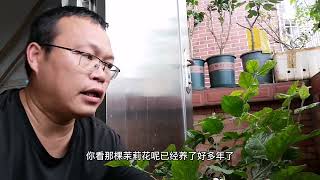 为什么茉莉花不能喷“磷酸二氢钾”？小心僵苗长得慢