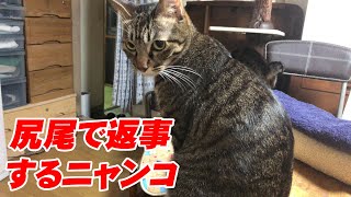 呼ぶと尻尾で返事する！