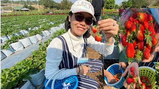 เก็บสตรอเบอรี่ครั้งแรกของปี2021@วังน้ำเขียวWang Nam Khiao(Subtitles)🍓🍓