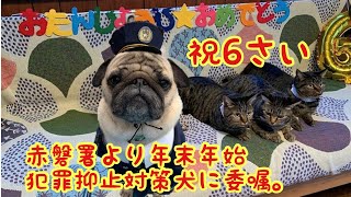 田中太郎6さい誕生日🎂岡山県赤磐警察署から年末年始犯罪抑止対策犬に委嘱されました。　Pug　パグ　Vlog風