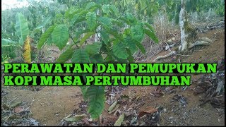 PERAWATAN DAN PEMUPUKAN KOPI MASA PERTUMBUHAN