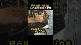 近づいてきて人に助けを求めた動物