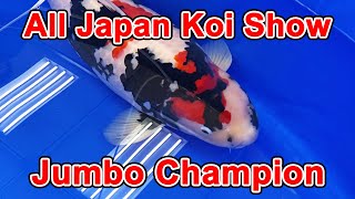 【Jumbo Champion Koi】53rd All Japan Nishikigoi Show 2023