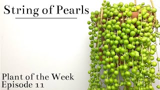 How To Care For String Of Pearls (Senecio rowleyanus) | Plant Of The Week Ep. 11