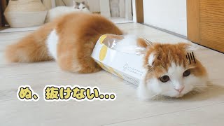 ティッシュ箱に飛び込むも入れなくて滑り続ける子猫　Kitten Sliding in the box.