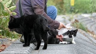 【地域猫】日々の厳しい投薬作業に素晴らしい援軍‼私が投薬を失敗した猫達に時間がある時にはあの方が薬をあげてくれる事になりました。【魚くれくれ野良猫製作委員会】