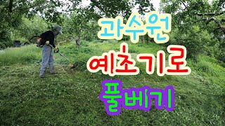 사과 과수원 예초기로 풀베기