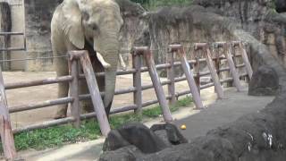 砥夢君ミカンを食べる