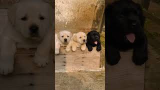 Cute Puppy Dog's #shorts #doglover #dog #puppy #funny #viral #youtubeshorts #shortsfeed #trending