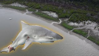 BRISBANE RIVER BULL SHARK